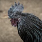Rasakan Sensasi Pedas Geprek Bensu di Pekanbaru