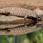 PanduanMenemukanOutletGeprekBensuTerdekatDiPekanbaru